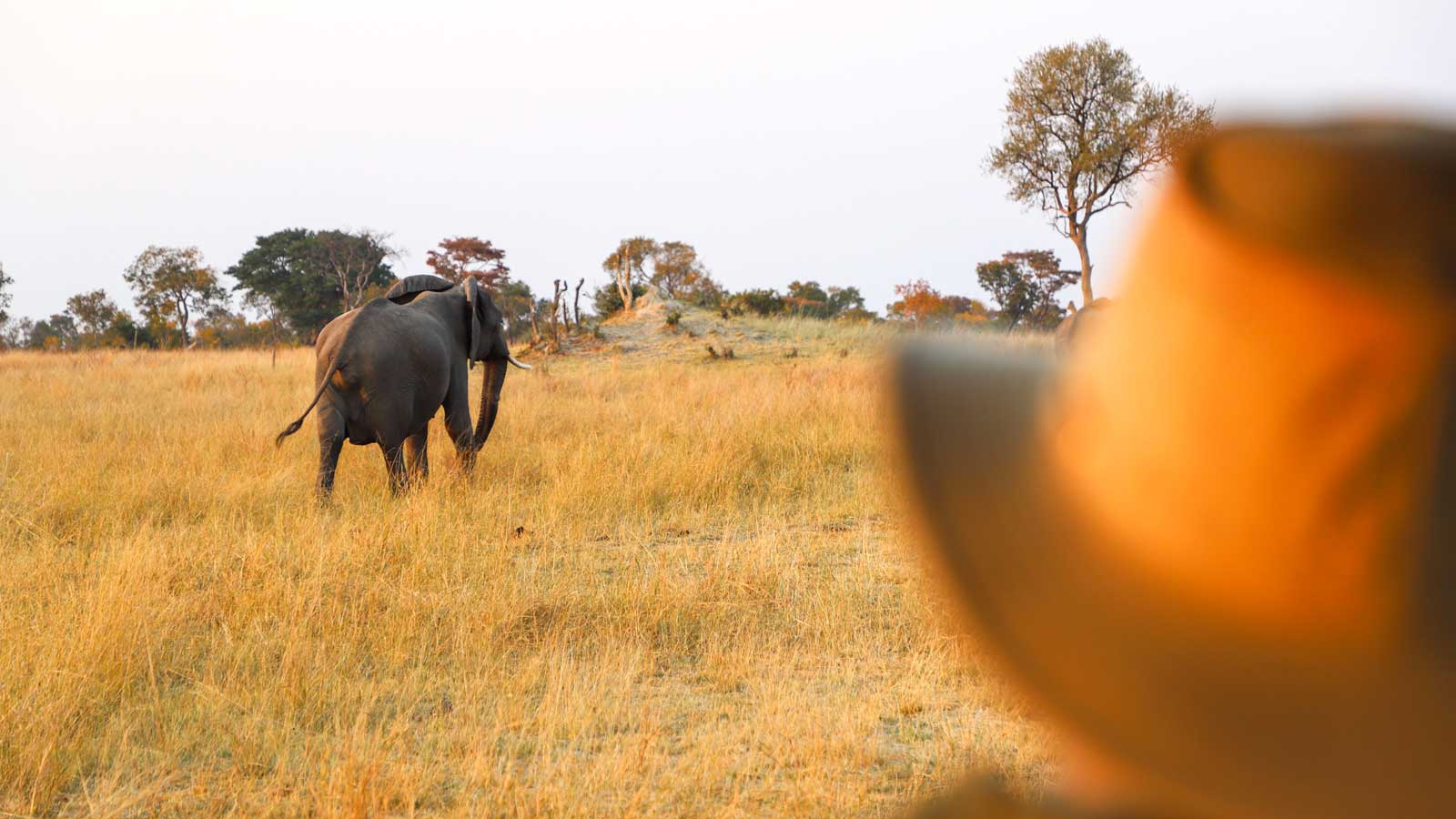 7days-tanzania-selousandruaha-flying-safari-adventure