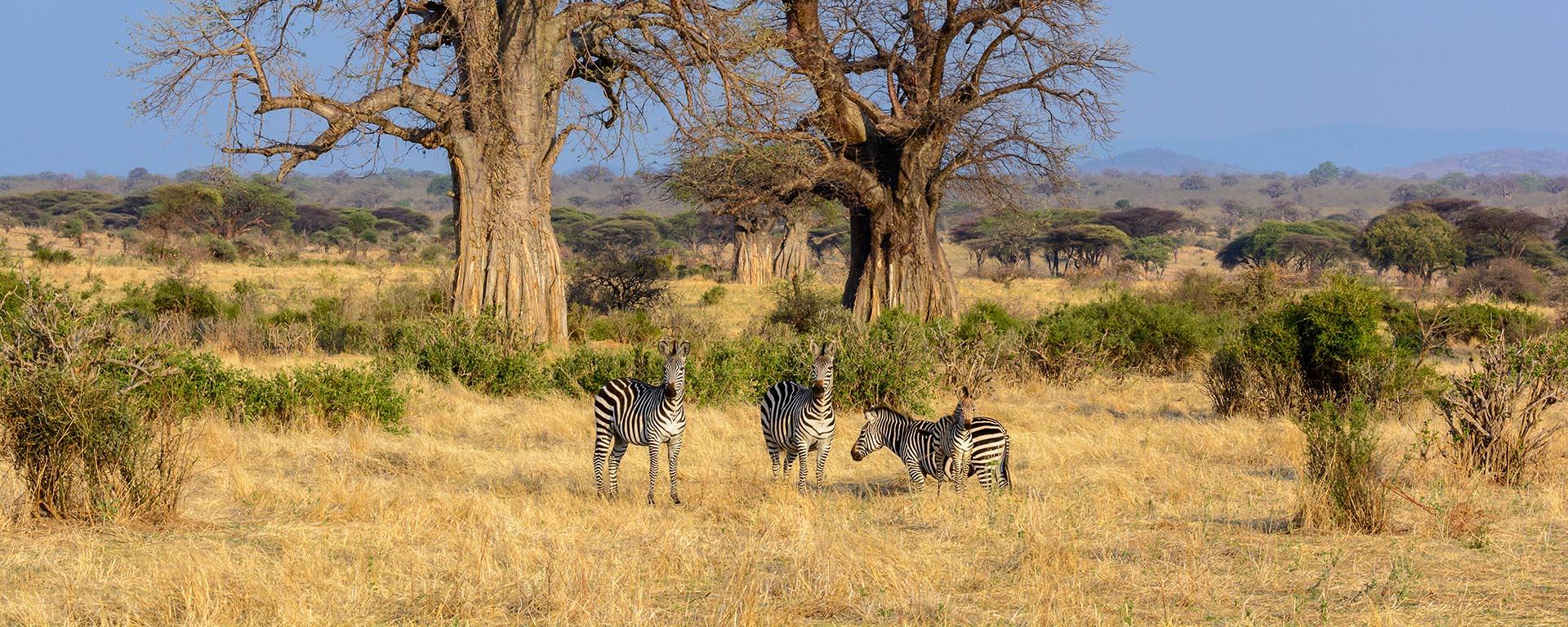 7days-tanzania-selousandruaha-luxury-honeymoon-safari