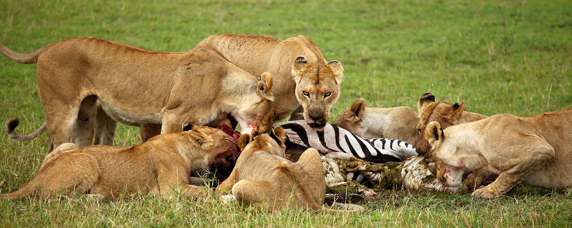 3-days-last-minute-serengeti-flying-luxury-safari