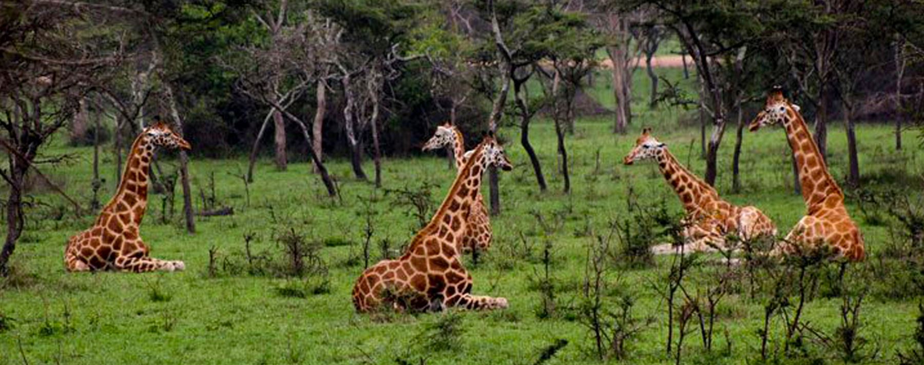 19days-bestofuganda-safari-adventure