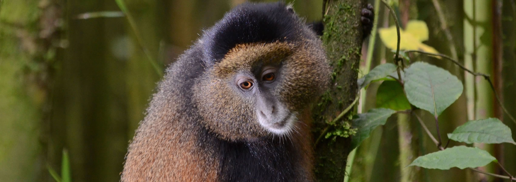 16days-uganda-primate-gameandcultural-tour