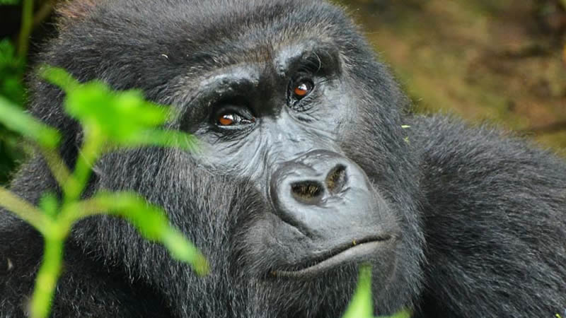 11days-uganda-gorilla-tracking-safari