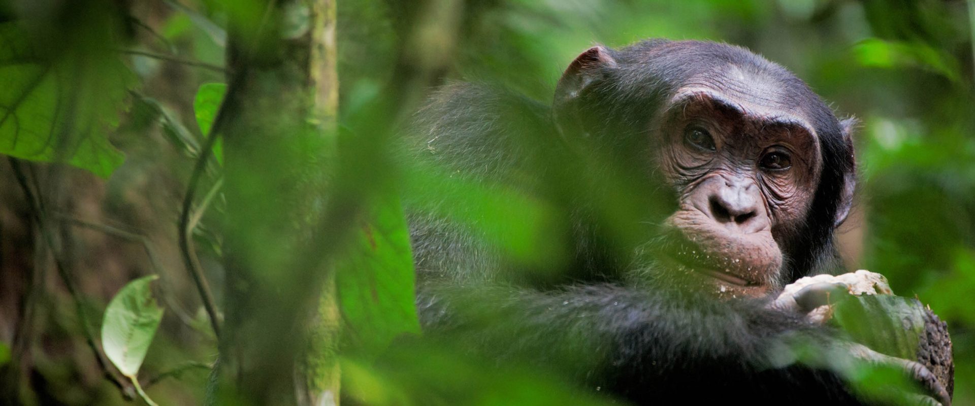 8days-rwandaanduganda-gorilla-tracking-adventure