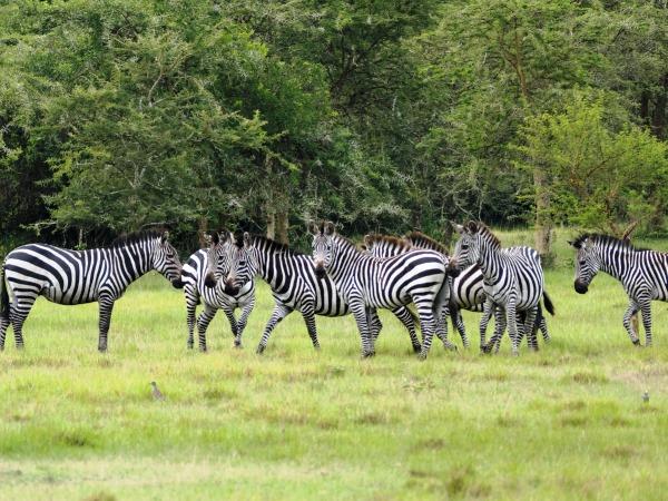 5days-uganda-gorillasandgame-safari