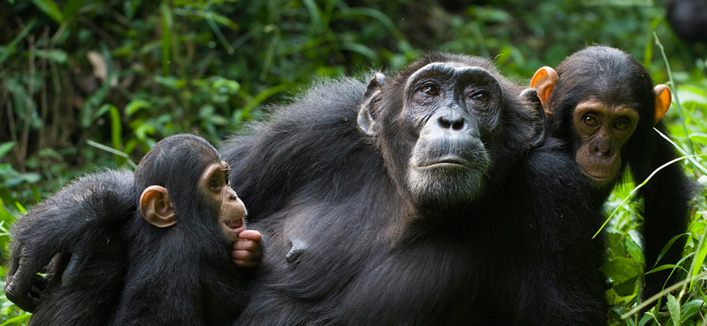 5days-uganda-gorillasandchimpanzees-safari