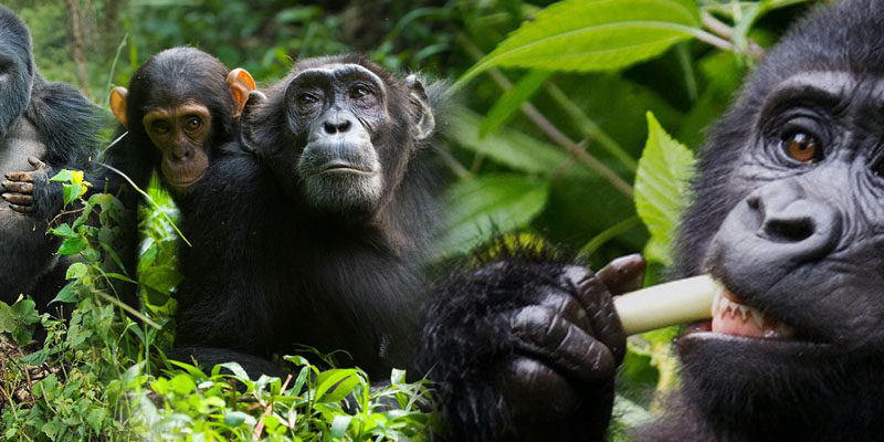 5days-rwanda-gorilla-trekking
