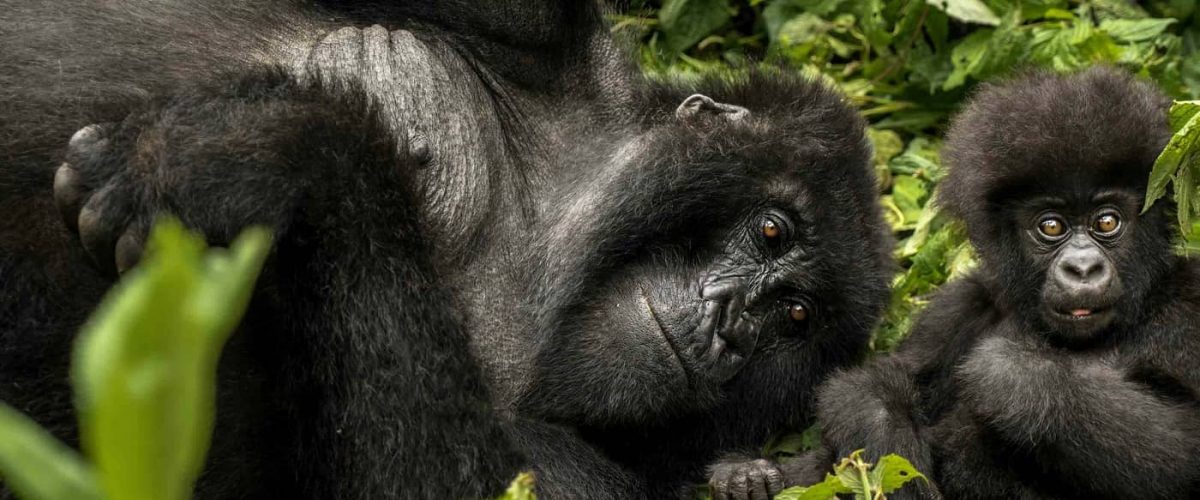 5day-rwanda-gorillasandnyungwe-forest