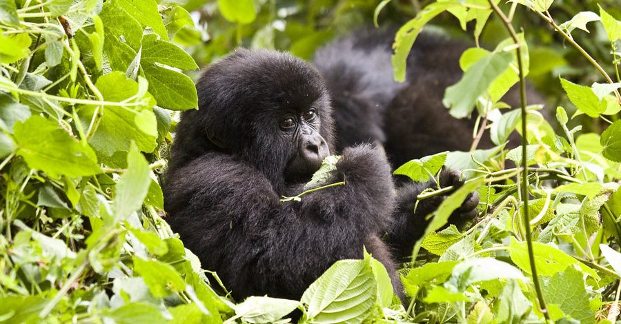4days-luxury-uganda-gorilla-trekkingandlake-bunyonyi-tour