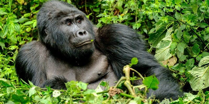 3days-uganda-gorilla-trekking