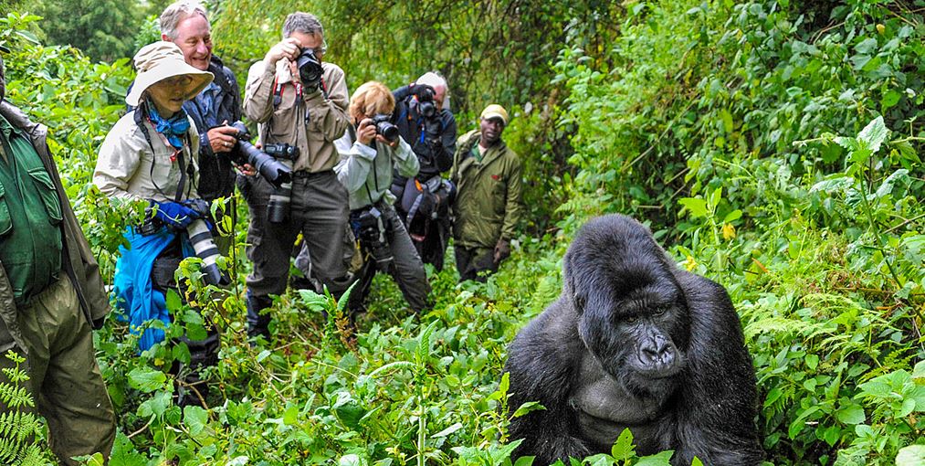 3days-rwanda-gorilla-tracking-safari