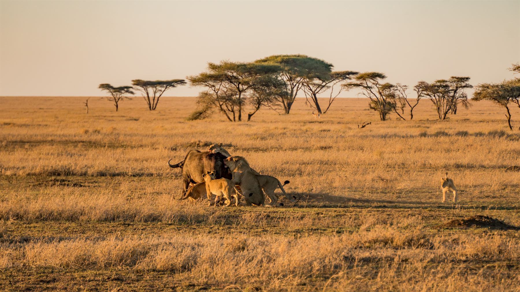 15days-southern-tanzania-flying-safaris