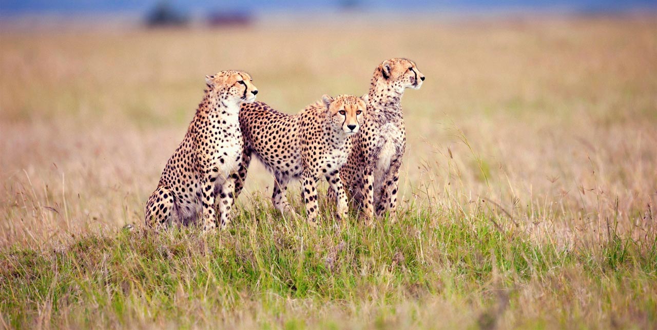 8days-great-serengeti-migration-luxury-honeymoon-safari