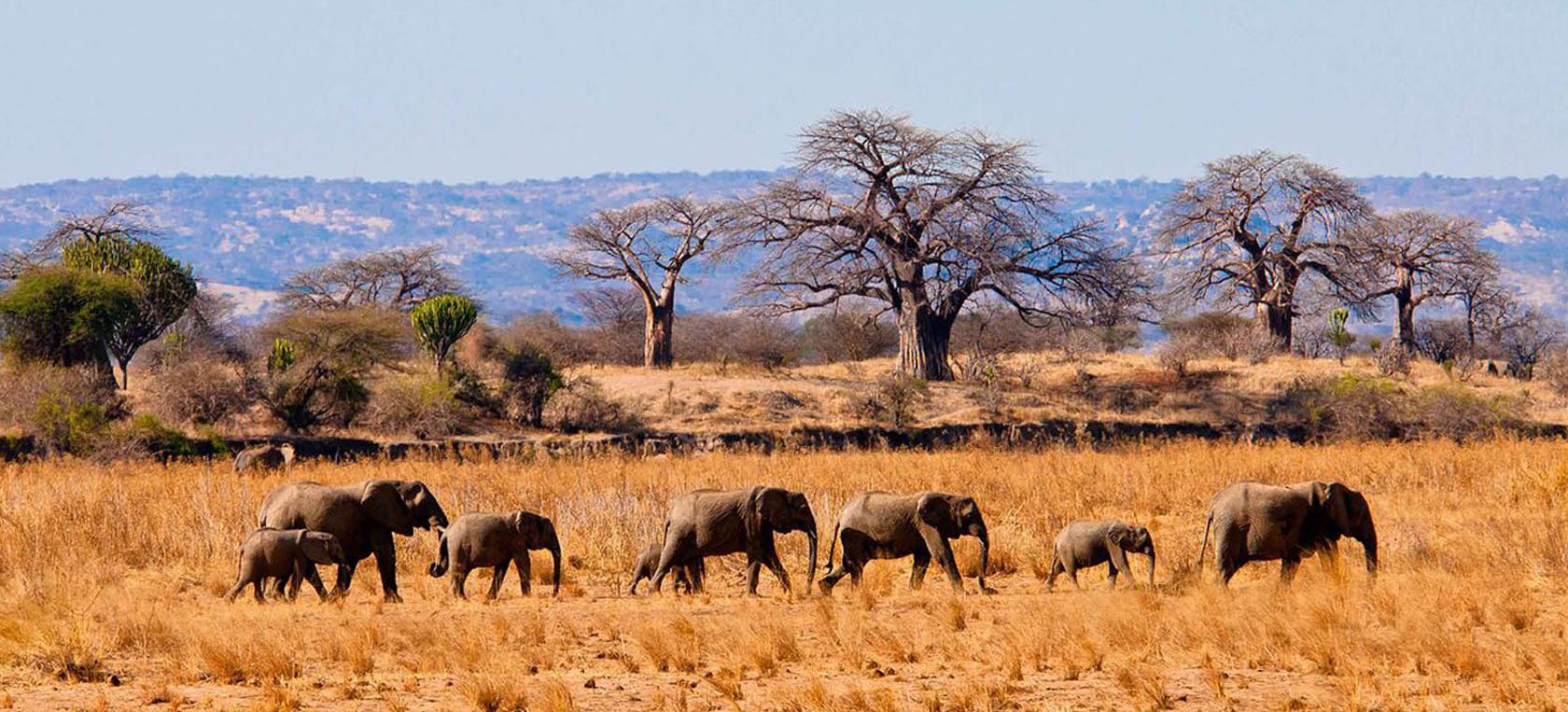 8days-great-serengeti-migration-luxury-honeymoon-safari