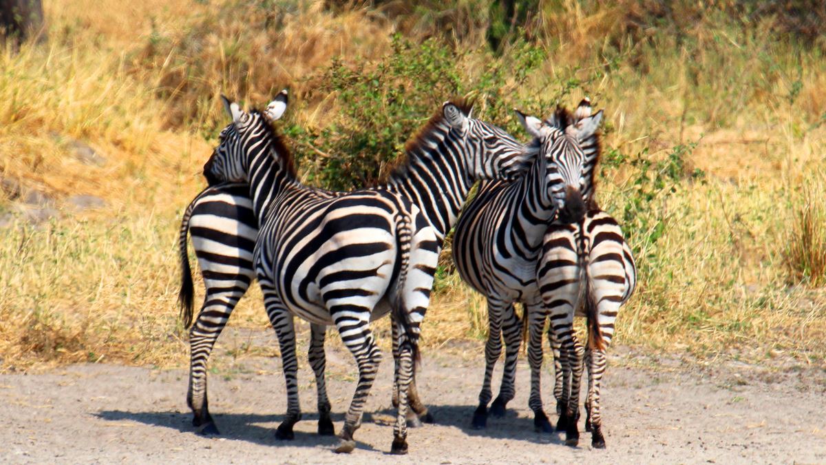 8days-southern-tanzania-selousandruaha-fly-in-safari