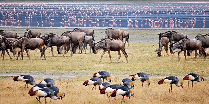 10days-bird-watching-tanzania-safari