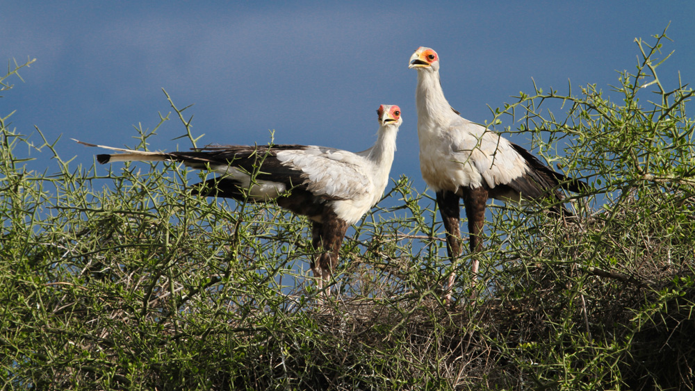 10days-bird-watching-tanzania-safari