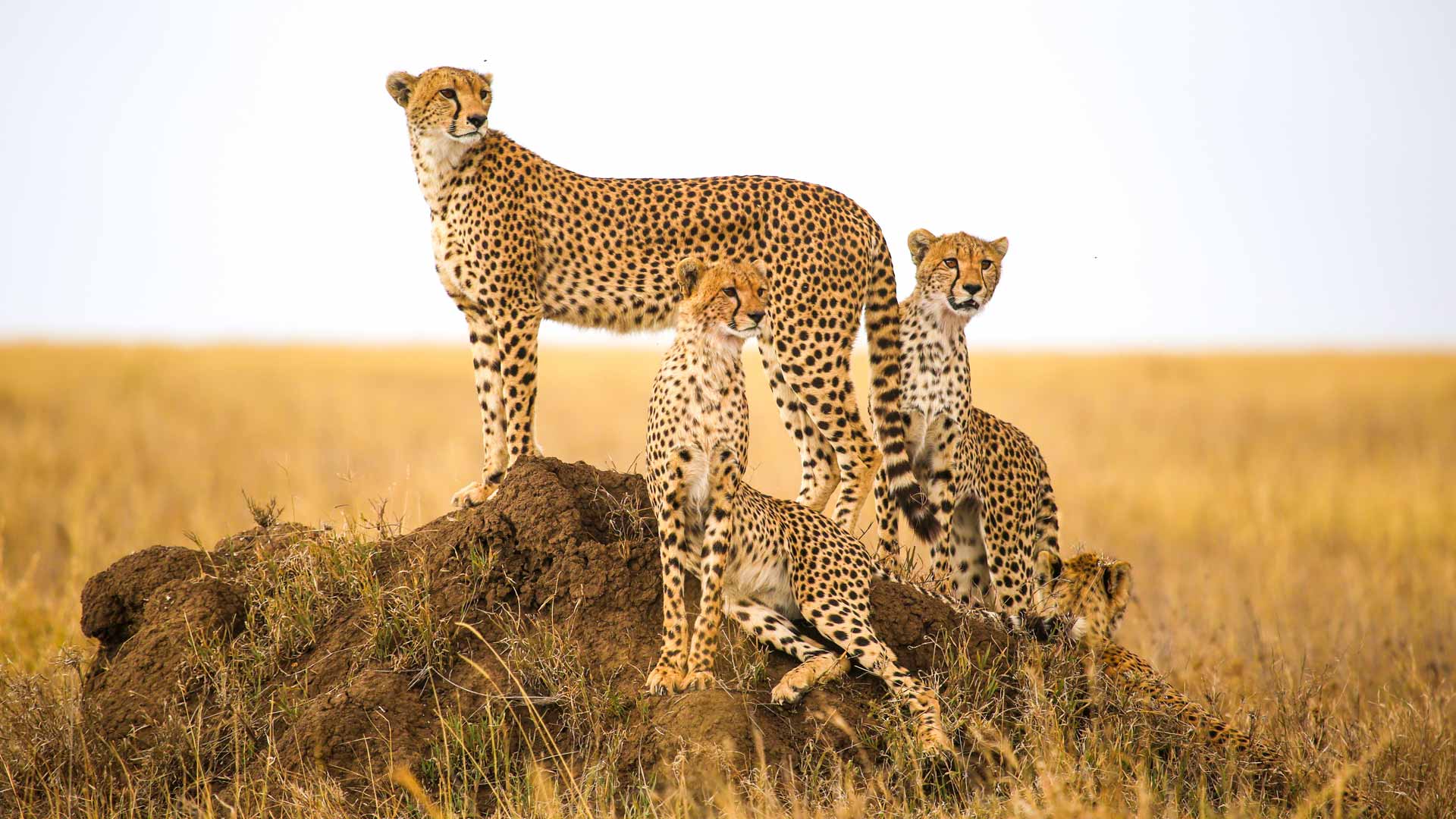Serengetisopalodge